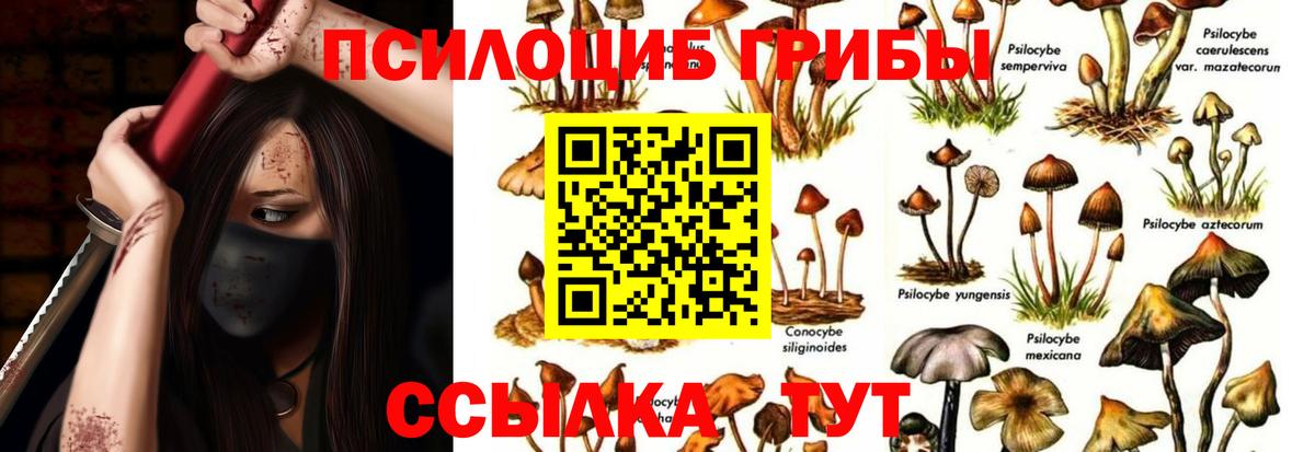 Галлюциногенные грибы Psilocybine cubensis Димитровград